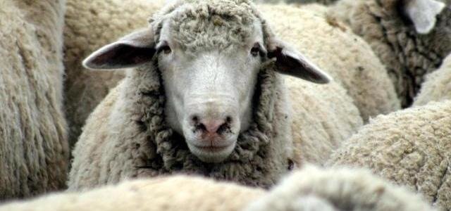 У фермера украли пять овец три жителя Волгограда