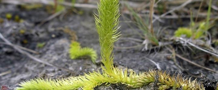 Редчайшее краснокнижное растение нашли в Волгоградской области