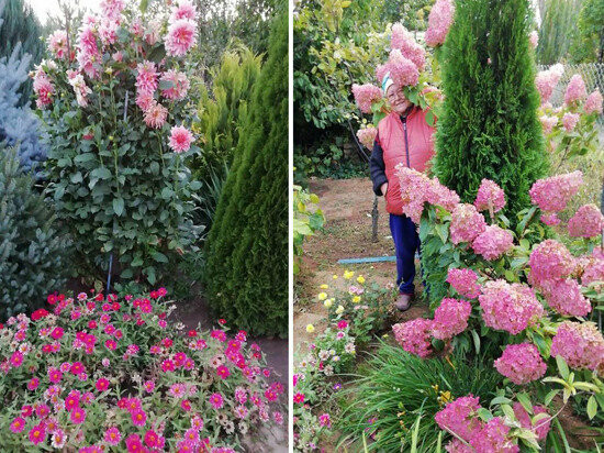 Жительница Волгограда превратила в ботанический сад свой дачный участок 