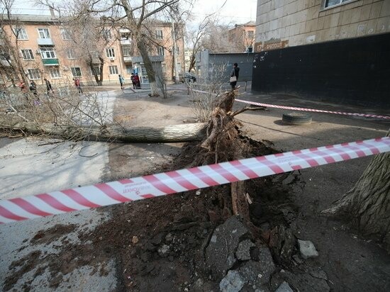 В Волгограде погибла от упавшего дерева 64-летняя пенсионерка