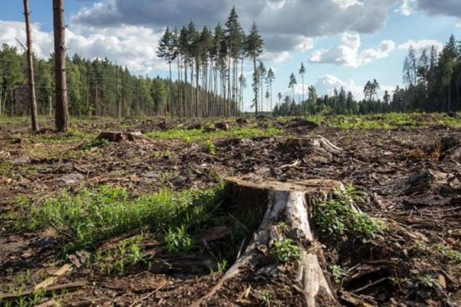 В Волгограде за вырубку деревьев увеличен штраф, фото-1