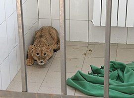 Львенка и обезьянку, привезенных контрабандистами отправят  в крымский зоопарк
