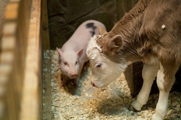 Сотрудники волгоградского трогательного зоопарка спасли теленка от холода (фото) - фото 1