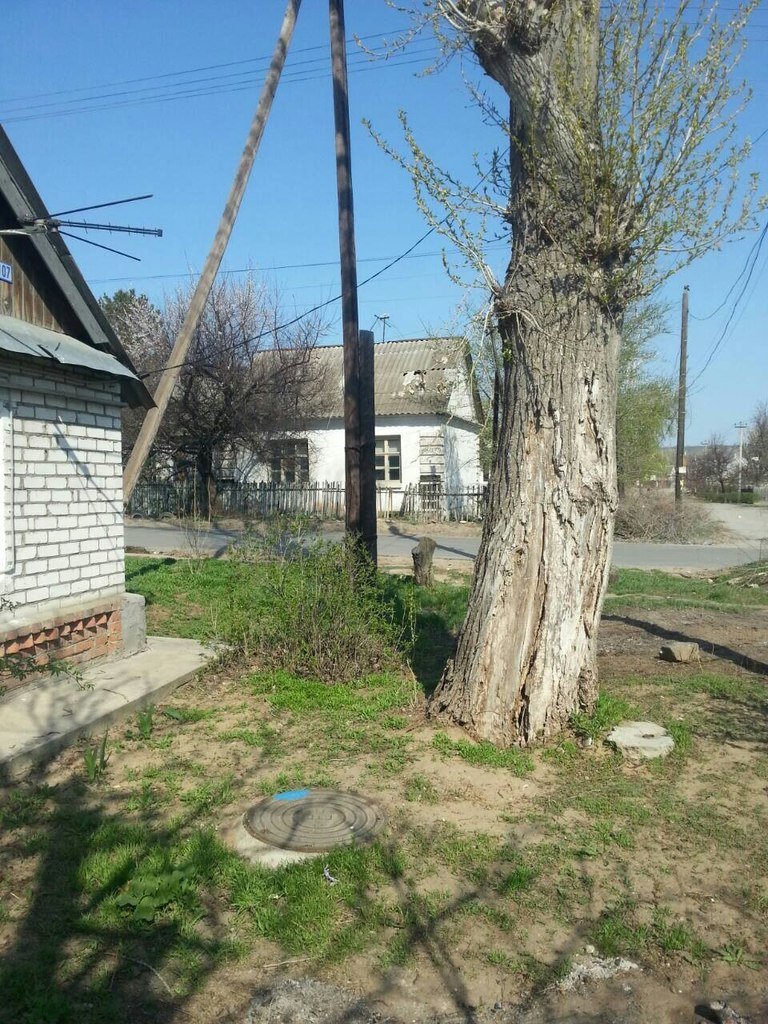 Жители Кировского района борются с опасным тополем (фото) - фото 1