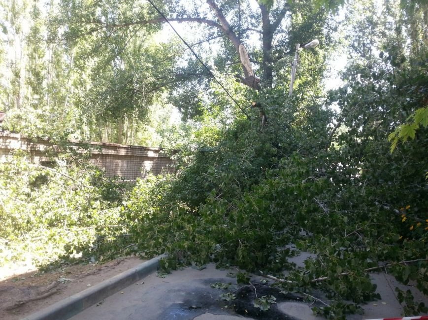 В Волгограде на тротуар рухнули дерево и световая опора, фото-2