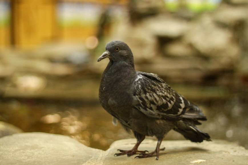Волгоградский ветврач спас голубей, сычей и пустельгу, фото-1