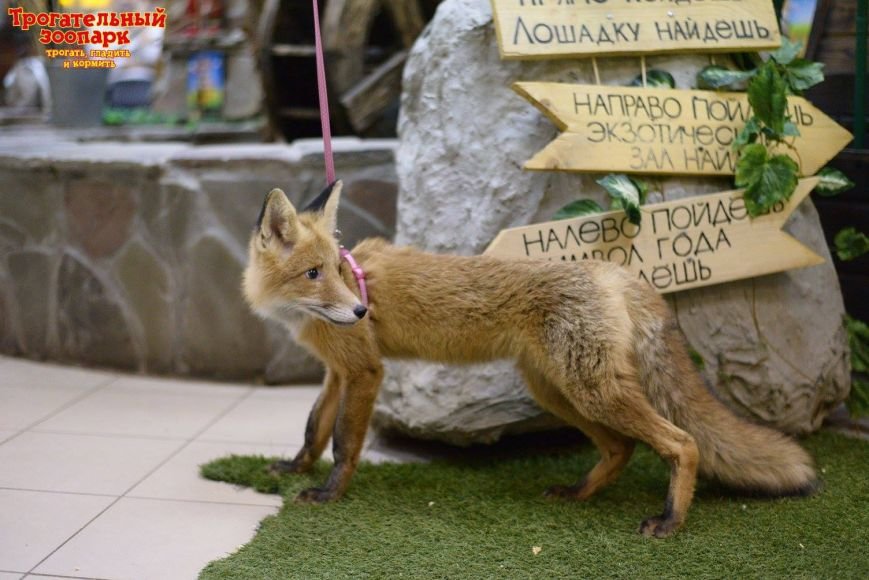 В волгоградском Трогательном зоопарке поселился лисенок по кличке Чук, фото-1